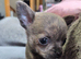 Male Pedigree Chihuahua Puppy