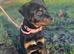 Female Rottweiler For Rehoming