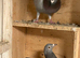 Indigo red Barr and Indigo red Check RPRA rings coloured racing pigeons