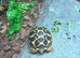 Baby Indian star tortoises