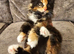 Mainecoon &times; Siberian