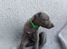 KC registered- True to type whippets