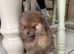 Miniature teddy bear Pomeranian puppies