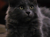 Stunning FIFe Registered Kurilian Bobtail kittens