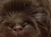 4 beautiful shihzu pups