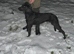 Lurcher for stud
