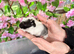 Beautiful baby guineapigs