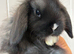 Fluffy friendly girl and boy pair left