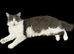A stunning and very friendly Ragamuffin cat