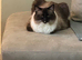 Male ragdoll