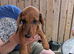 Mixture of dachshund puppies for sale