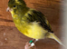 Fife canary for sale