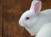 Pure New Zealand White rabbits, born on 4th August, now weaned and ready for sale. 2 does (females) and 1 buck (male) available.