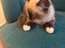 Four loving ragdoll kitten
