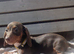 Dachshund