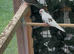 Pied Diamond doves