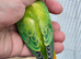 EUWING TURQUOISE AND GREEN OPALINE