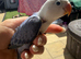 Hand tame beautiful love birds