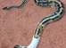 Pied royal python