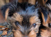 Pure Yorkshire Terrier Puppies