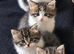 5 Siberian Kittens - 1 Reserved