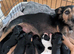 Cockerdales (patterdale cross cocker) READY NOW