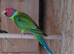 Plum-headed parakeet