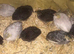 SEXED QUAILS/CHINESE PAINTED BUTTONS!