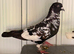 Afghan and Lahore pigeons