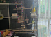 2 young female canaries and large cage and accessories