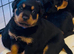 Ready now !! 2 Gorgeous full pedigree Rottweiler puppies