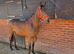 Lovely unbroken tb filly 3yrs