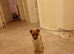 Miniature Jack Russell