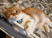 Scottish fold & Scottish straight