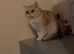 Golden British shorthair male