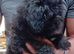 Tiniest Jackapooshih only 1 boy & 1 girl left