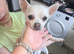 Chihuahua male for sale
