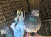 High Flyer Pigeon, Healthy and Activ