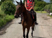 Smart chunky Irish 4yr bay gelding 16hh