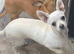 Apple head white chihuahua