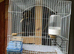 Beautiful male gloster canary for sell good singing