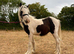 Sweet Yearling Cob Colt to make 13.2