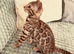 TICA Bengal kittens ready now