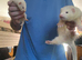 FULL MICRO Ferrets