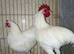 Pair of German langshan Bantam