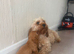 Cavapoos