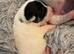 Traditional JRT Raised With Care