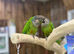 Green cheek