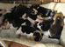 Bundles of Beagle Joy Looking for Forever Homes