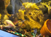 Female & Male Pleco